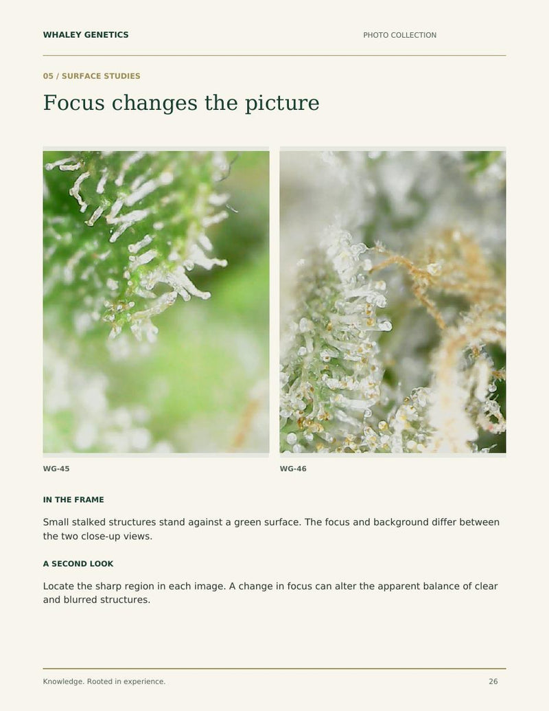 Preview of the close surface study