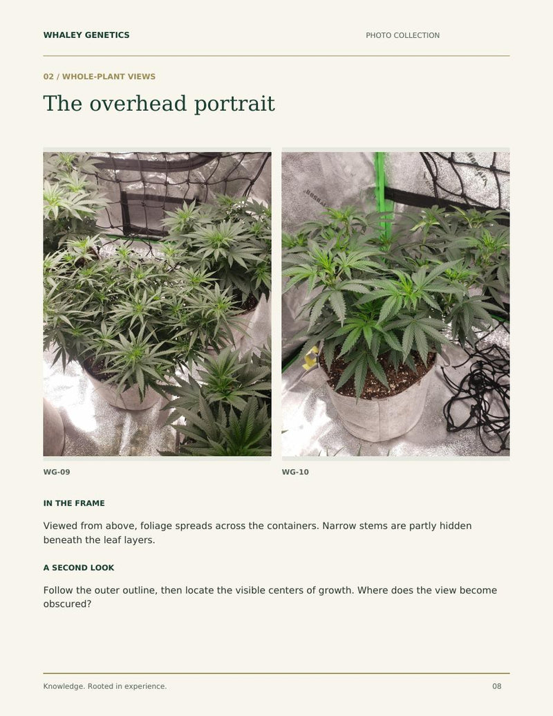 Preview of the whole-plant photo study